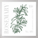 Search for rosemary herb posters Illustration