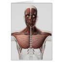 Search for trapezius Close up