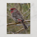 Search for finches postcards Photography