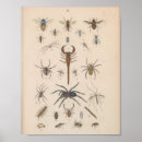 Search for vintage natural history posters Illustration