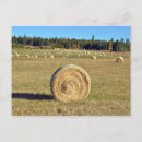 Search for bale of hay postcards Field
