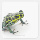Search for small frog stickers Horizontal