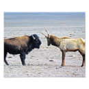 Search for american wildlife posters Elk