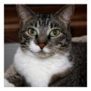 Search for kitty face photography Tabby