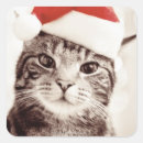 Search for body image stickers Domestic cat