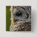Search for perching badges Owl