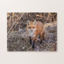 Search for red fox puzzles Wild