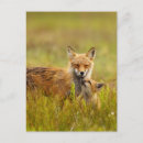 Search for mothers day love postcards Animals