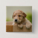 Search for retriever puppy badges Cute