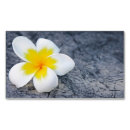 Search for frangipani business cards White