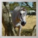 Search for snow white posters Horse