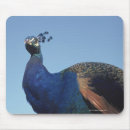 Search for beautiful day electronics Bird