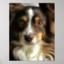 Search for veterinarians posters Pet