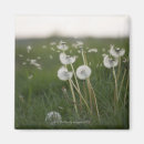 Search for release magnets Nature