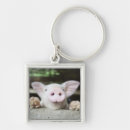 Search for baby pigs key rings Nature