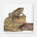 Search for baby toad Wildlife