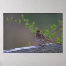 Search for perching bird posters Wildlife