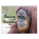 Search for orangutan calendars Zoo