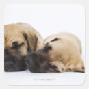 Search for side by side stickers Domestic animals