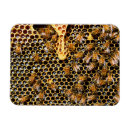 Search for hive magnets Honey bees