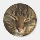 Search for comfortable magnets Cat