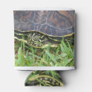 Search for turtle shell Reptile