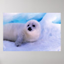 Search for harp seal posters Wild animals