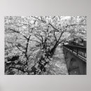 Search for black cherry posters Sakura