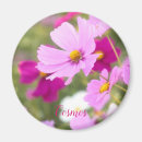 Search for cosmos magnets Pink