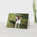Search for springer spaniel cards Breed