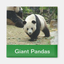 Search for giant square magnets Zoo