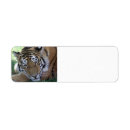 Search for tigers return address labels Nature