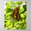 Search for watercolor nature posters Butterflies