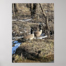 Search for wild birds posters Trees