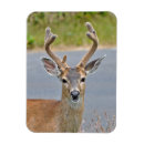 Search for buck magnets Antlers