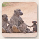 Search for baboon barware Animal