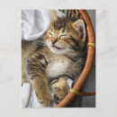 Search for cute baby animals postcards Cat