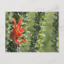 Search for ocotillo Nature