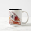 Search for poison frog mugs Risk