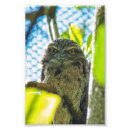 Search for brown owl posters Blue