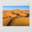 Search for camel desert postcards Morocco