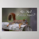 Search for funny squirrel posters Animal