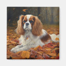 Search for for fall magnets Dog