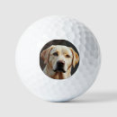 Search for labrador retriever golf balls Cute