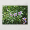 Search for purple star postcards Flower