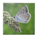 Search for grass tiles Insect