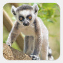 Search for lemur stickers Baby