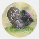 Search for round wild turkey stickers Autumn