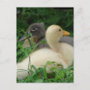 Search for two birds postcards Grey