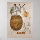 Search for twig posters Botanical
